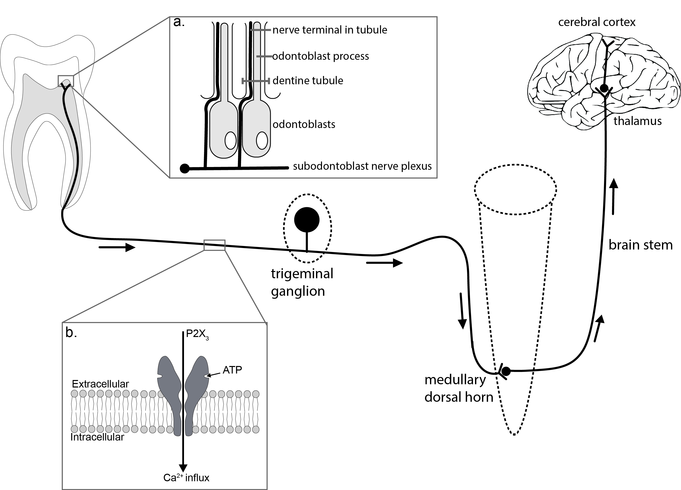 Dental Pain Is ATP the key mediator?